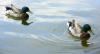 Two ducks swimming in water.